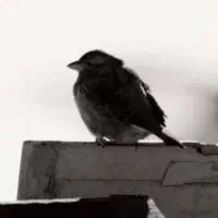 پرنده