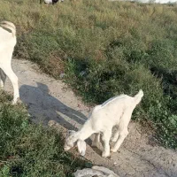 بزغاله سانن ماده|حیوانات مزرعه|سیمین شهر, |دیوار