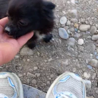 سگ پاکوتاه مینیاتوری