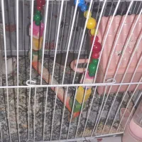 فروش یک جفت فنچ درجه یک با قفس و وسایل داخل خودش