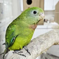 طوطی بارابان وجفت مولد طوطی ملنگو سبز|پرنده|بندرعباس, |دیوار