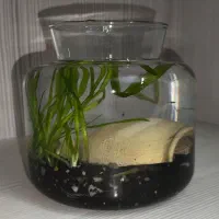 تنگ با ماهی و گیاه|ماهی|اصفهان, همدانیان|دیوار