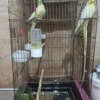 عروس هلندی با قفس