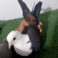 چند جفت عتیقه