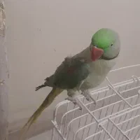 شاه‌طوطی نر|پرنده|کرج, کمال‌شهر|دیوار