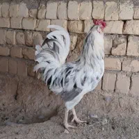 مرغ خروس گلین فول
