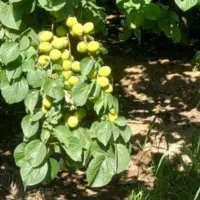 باغ گلخانه|فروش دفتر صنعتی، کشاورزی، تجاری|بیستون, |دیوار
