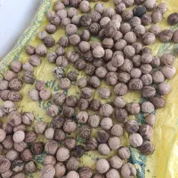 گردو پوست کاغذی