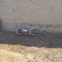 قوغاز تخم گزار