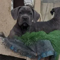 کنکورسو توله کن کورسو نرماده بلو مشکی و رنگ خاص|سگ|ماهدشت, |دیوار