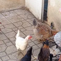 معاوضه مرغ فر با خروس