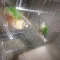 سه جفت گرینجیک فروشی و یک جفت ملنگو|پرنده|ارومیه, |دیوار