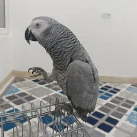 کاسکو رام و دستی و کلام دار بدون گاز گرفتن