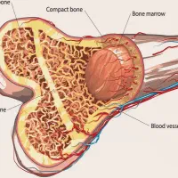 راهنما مغز و استخوان