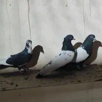 ۳ تا شکار خوشکل