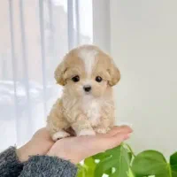 توله شیتزو سوپر فلت|سگ|شیراز, دروازه قران|دیوار