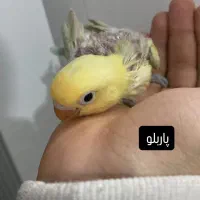 ۳عدد طوطی برزیلی و یک جفت عروس هلندی