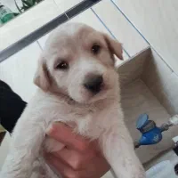 واگذاری توله سگ