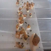 فروش حلزون مولد و بچه حلزون 5ماه و 3ماه|خزنده|الوند, |دیوار