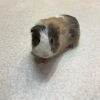 خوکچه هندی ناز و دستی|موش و خرگوش|تهران, فلسطین (میدان انقلاب)|دیوار