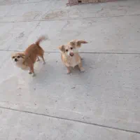 دوتا سگ|سگ|الوند, |دیوار