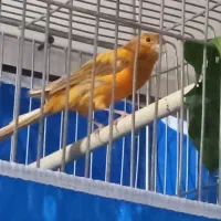 قناری نر ریزخون