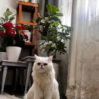 گربه پرشین اسکاتیش