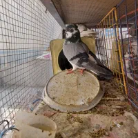 فروش ۲۰عدد کفتر