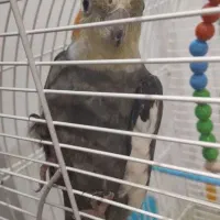 دوتا طوطی عروس نر