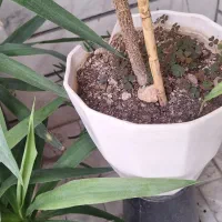 درختچه بزرگ|گل و گیاه طبیعی|تهران, باغ فیض|دیوار