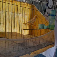 قناری ماده ۲عدد