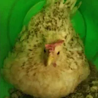 مرغ کرچ آماده خوابوندن
