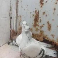 جفت کفتر شامی درجه یک