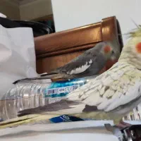 عروس هلندی نر و ماده ۸ ماهه