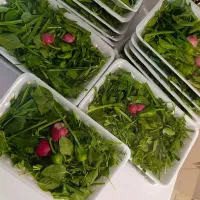 سبزی خوردن تازه