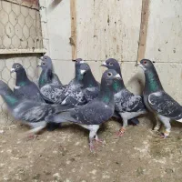 کفتر کبوتر 4تا دسته