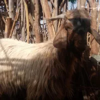 یک عددنری