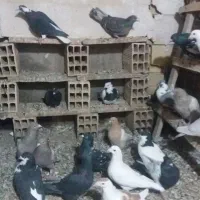 کبوتر ها تاکستان بوم ندارن|پرنده|تاکستان, |دیوار