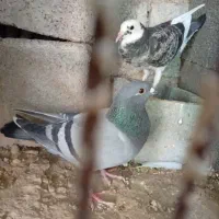 کبوتر پلاکی|پرنده|آبپخش, |دیوار