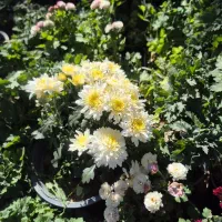 گل داوودی و فصلی *گلخانه من *|گل و گیاه طبیعی|بیرجند, |دیوار