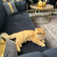 گربه پرشین اصیل