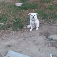 سگ پاکوتاه