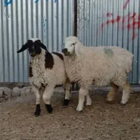 گوسفند نر ماده