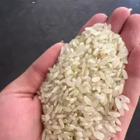 برنج کامفیروزی نو وعنبربو