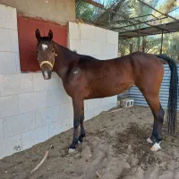 اسب نژاد عرب مادیان|اسب و تجهیزات اسبسواری|مشهد, هفده شهریور|دیوار