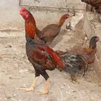 فروش تخم مرغ لاری اصیل مینودشت