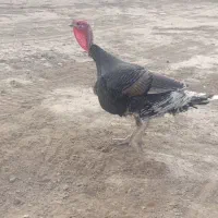 بوقلمون نر قیمتش دومیلیون و هشصد هزار تومان