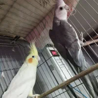 عروس هلندی