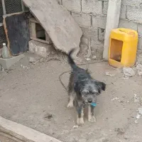 واگذاری  فندی