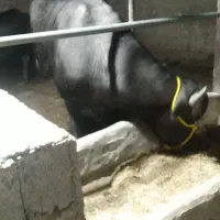 گاومیش نر